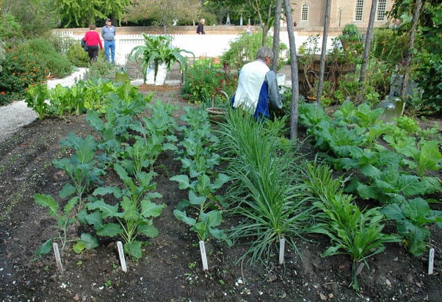 varieties of broccoli 