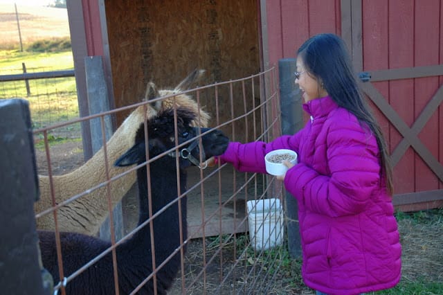 Alpacas 