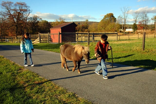 miniature horse