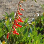 Firecracker Penstemon