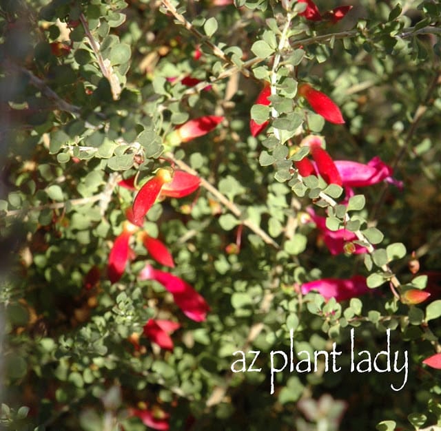 Eremophila maculata Red Hearts