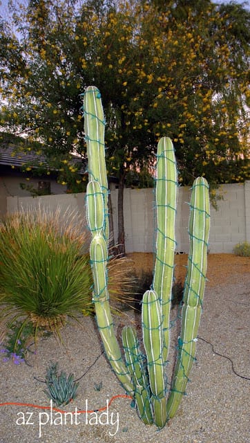 my cactus