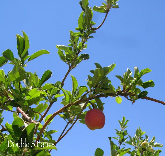 Katy Apricot Tree