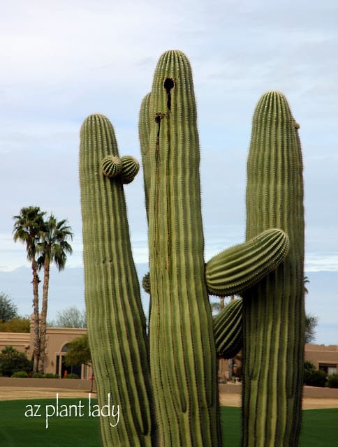 Saguaro cactus 