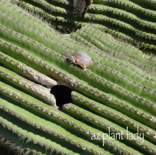 Saguaro cactus 