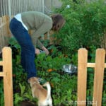 tomato transplants