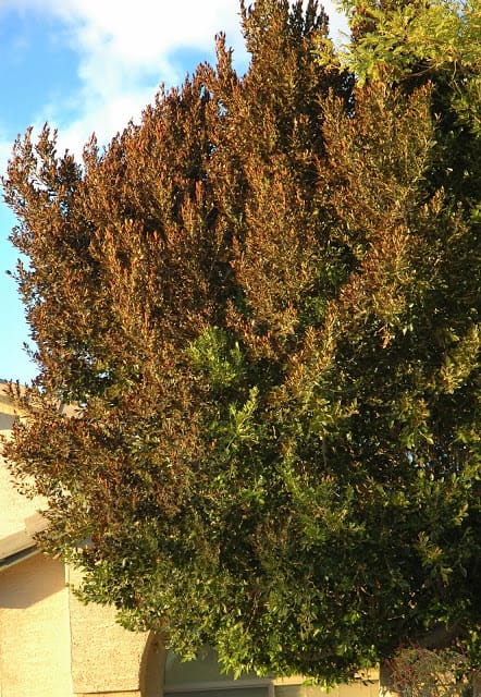 brown Ficus tree