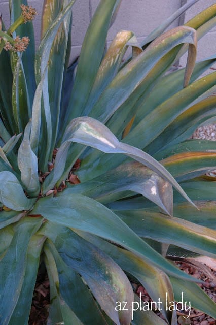 Agave desmettiana