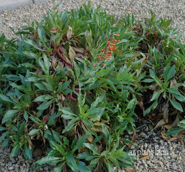 Firecracker Penstemon