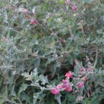 Pink Globe Mallow