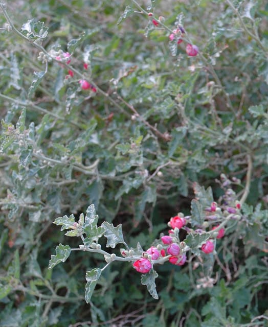 Pink Globe Mallow