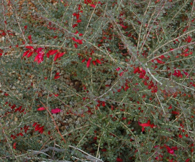 Valentine shrub