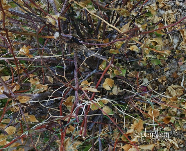 Brown and Crispy Plants