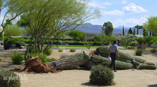 beautiful saguaro