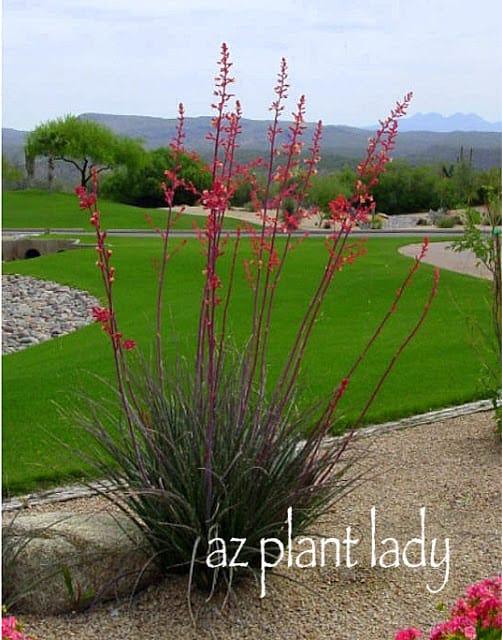 Red Yucca (Hesperaloe parviflora)