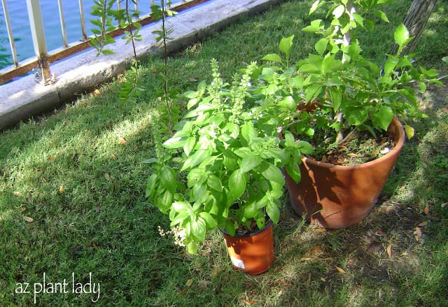 Hospital for Plants