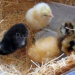 start raising chickens