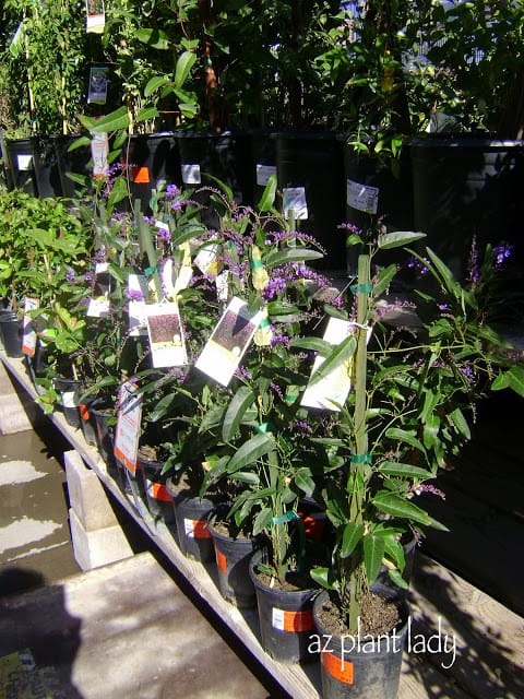 purple lilac vine at the garden center