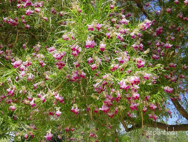 Desert Willow