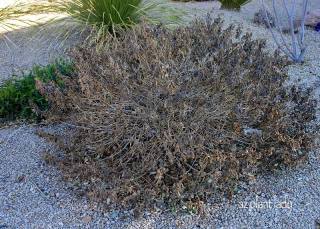 Crispy-looking plants