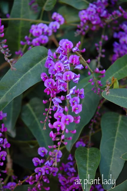 Purple lilac vine flowers up close