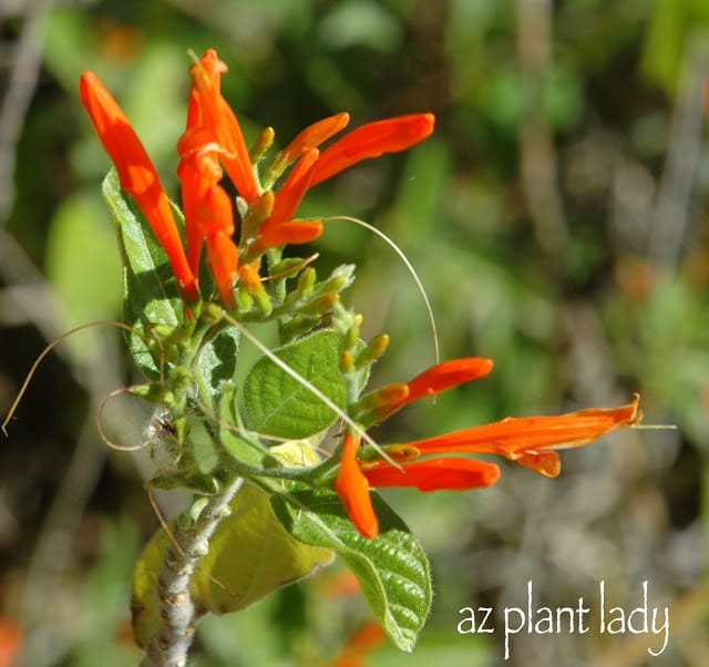 Mexican Honeysuckle