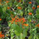 Mexican Honeysuckle