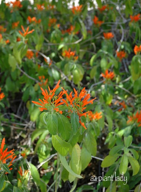 Mexican Honeysuckle