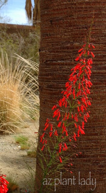 tropical plants 