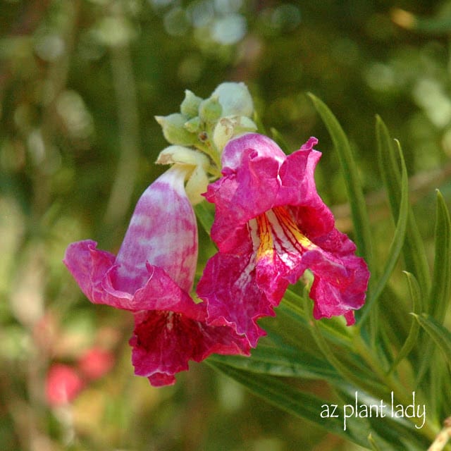 Desert Willow