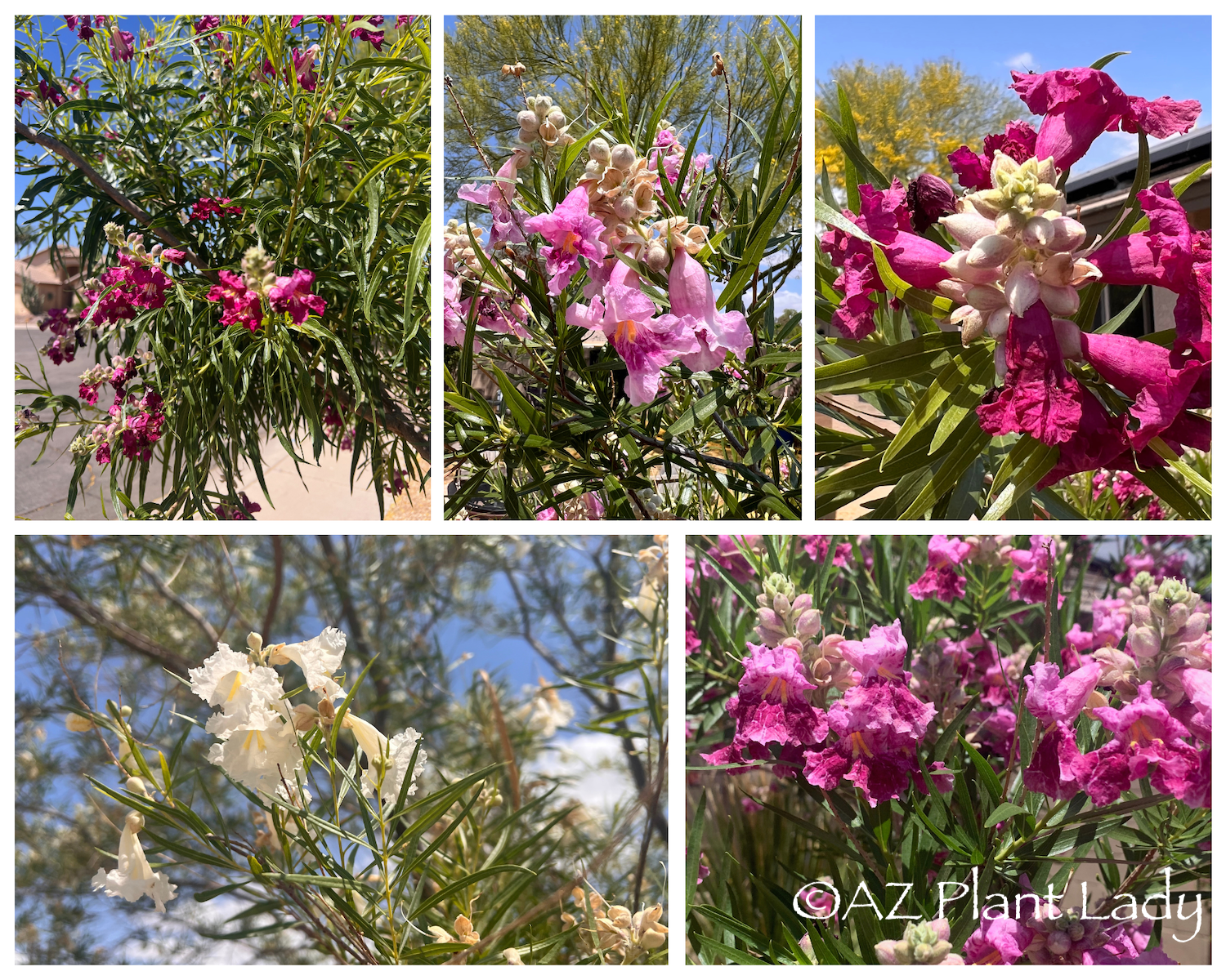 Desert willow tree blooms