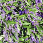 Hardenbergia