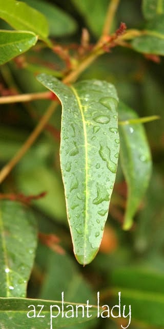 Purple lilac vine leaf view