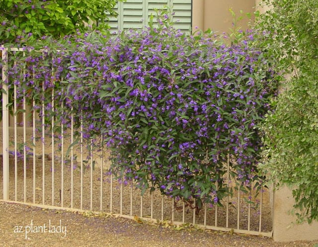 Purple lilac vine on a fence