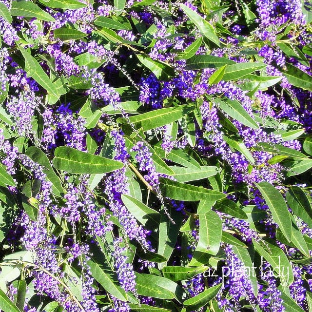 Hardenbergia