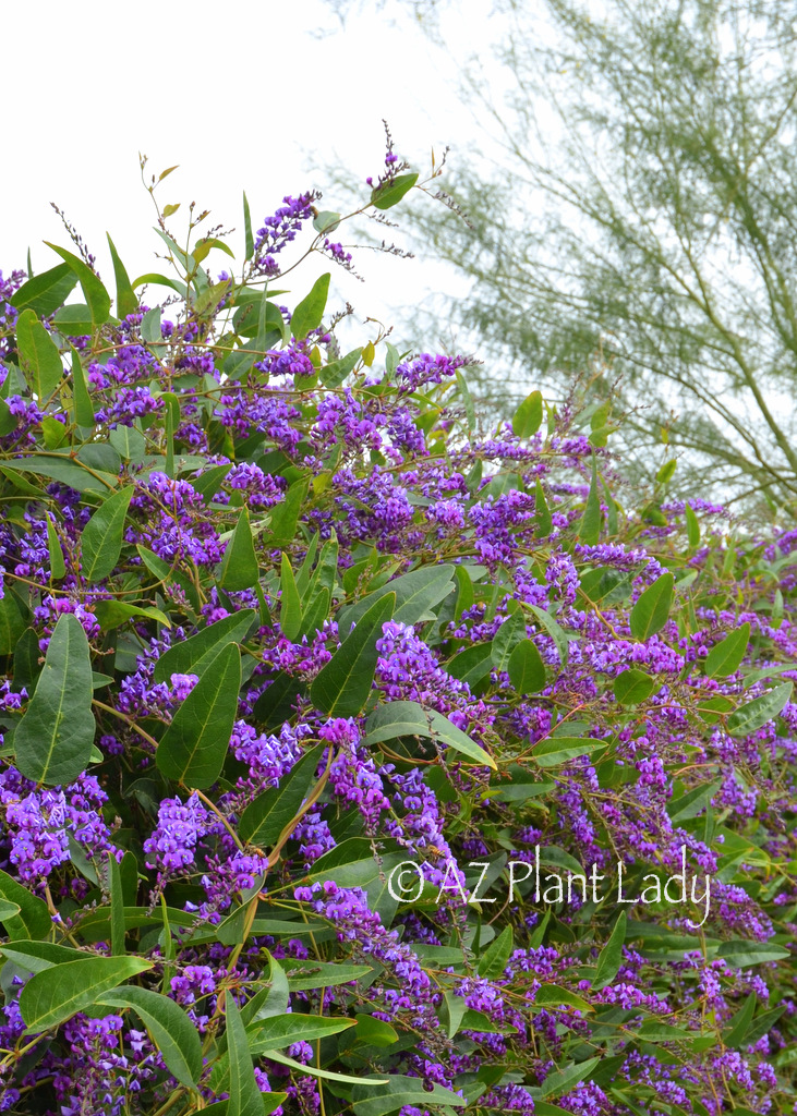 Purple lilac vine in the garden