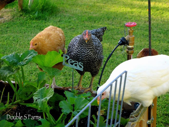 Start raising chickens