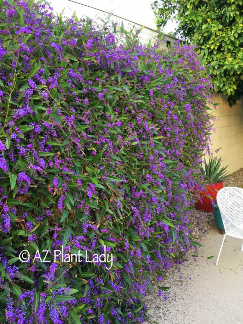 Purple lilac vine in full bloom