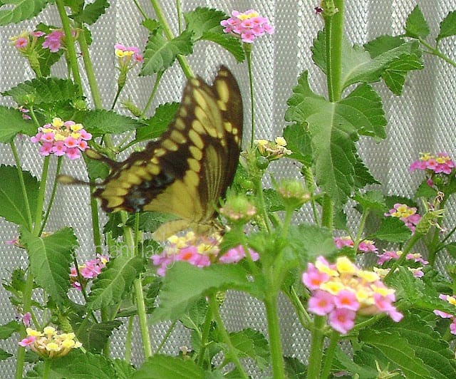 Swallowtail feeding upon Lantana