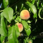 Peaches