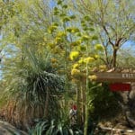 flowering agave