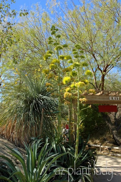 flowering agave