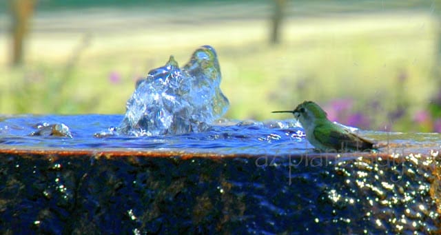 hummingbirds