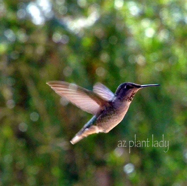 hummingbirds