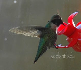 enjoy hummingbirds