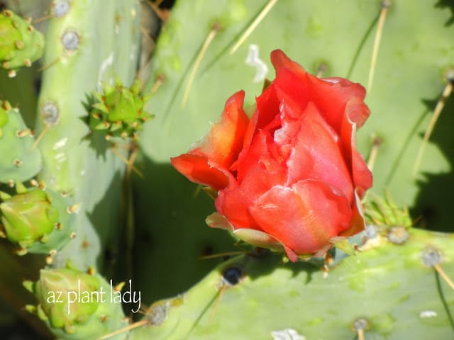 Flowering Prickly Pear Cactus