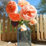 'Abraham Darby' rose