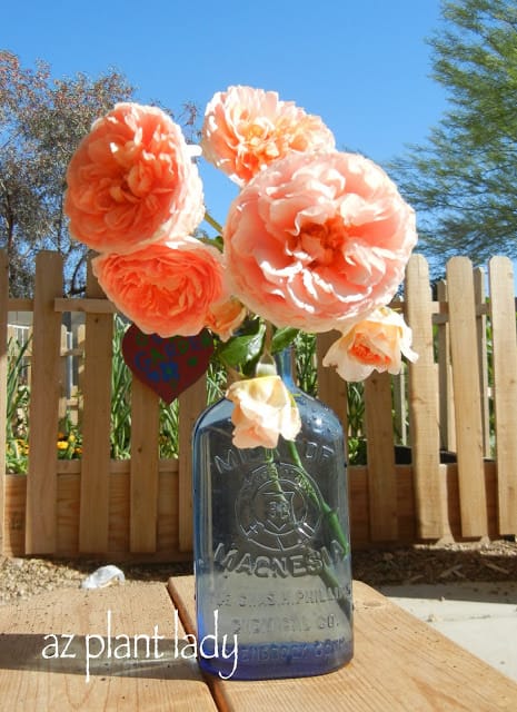 'Abraham Darby' rose