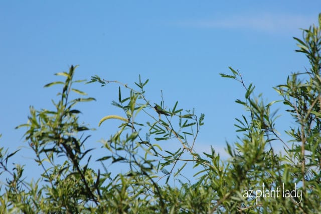 Local Riparian Preserve