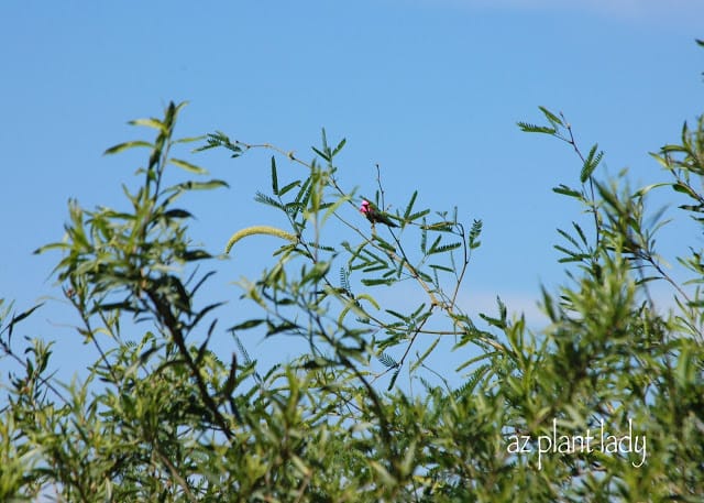 Local Riparian Preserve